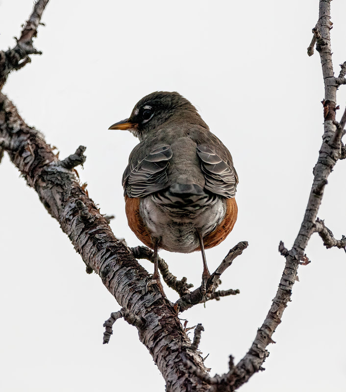 <img src="robin.jpg" alt="a robin perches on the branches of a tree">  height="300" width="300"