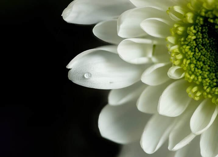 A tiny water drop on the center of Chrysanthemum petal