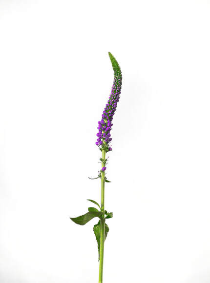 A tall purple flower twist upwards