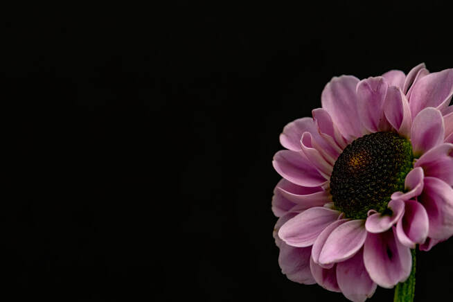 A pink flower sits in the corner of the frame