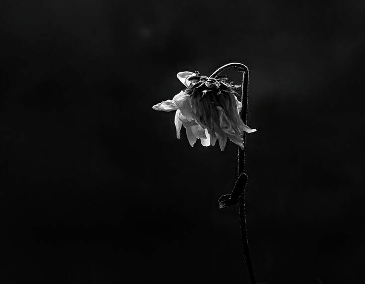 A black and white image of a tired, dying flower