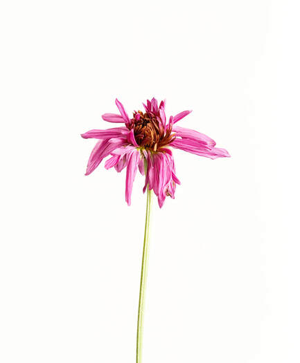 a minimalist image of a pink mum in decay