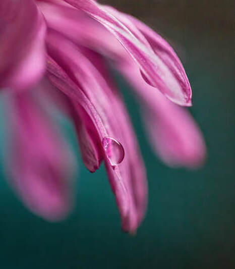 A water droplet hangs on the edge of a pink flower petalPicture