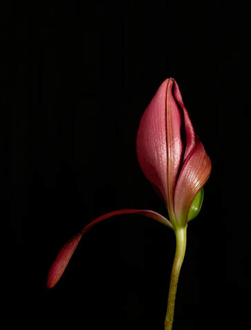 A petal from a blooming lily hangs to the side