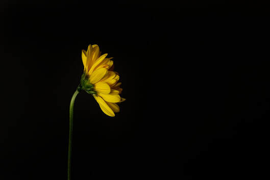 A yellow daisy glows in the light from a nearby window