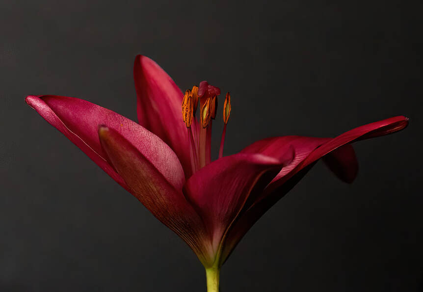 A red tiger lily's stamens stand tall amongst the petals