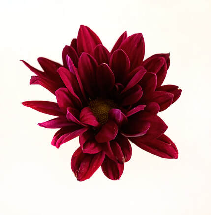 A vibrant red flower against a white backdrop