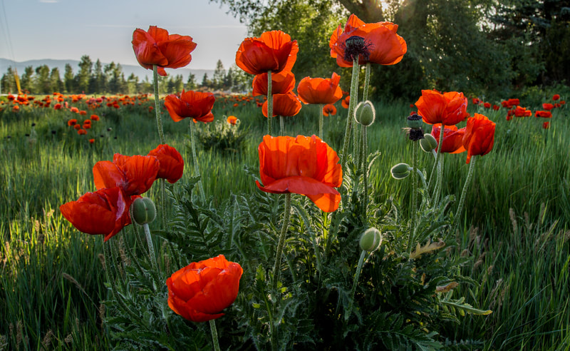 <img src="poppies.jpg" alt="a lovely field full of gorgeous red wild poppies">  height="300" width="300"