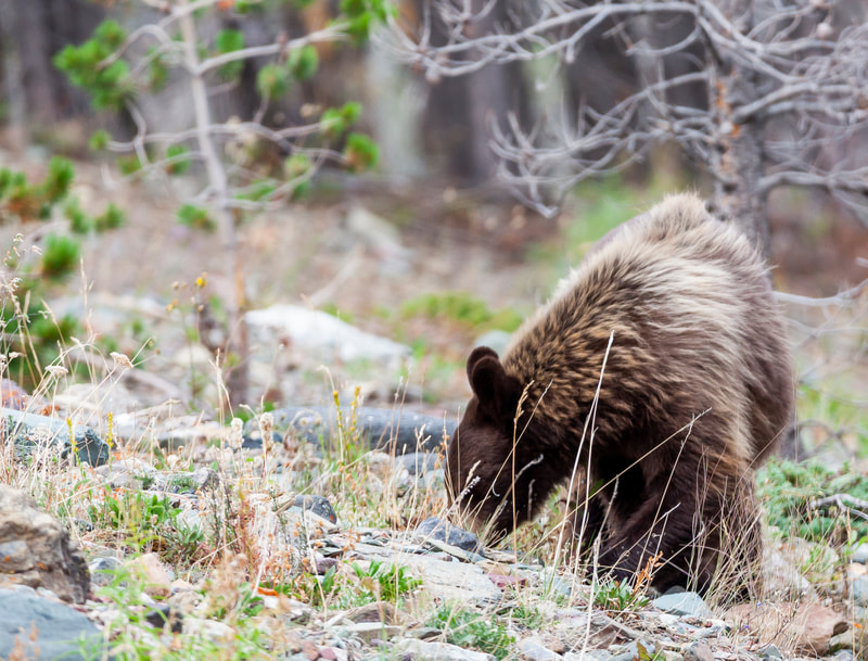 <img src="bear.jpg" alt="a young black bear forages for food along a hillside">  height="300" width="300"