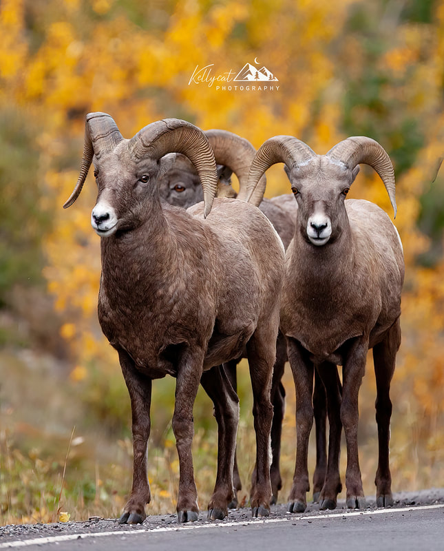 <img src="rams.jpg" alt="three young rams stand on the roadside">  height="300" width="300"