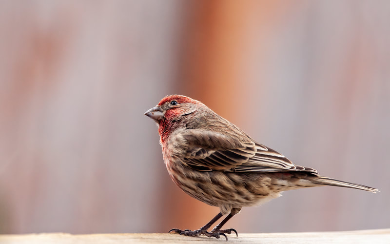 <img src="red.jpg" alt="the beautiful colors of a red headed finch">  height="300" width="300"