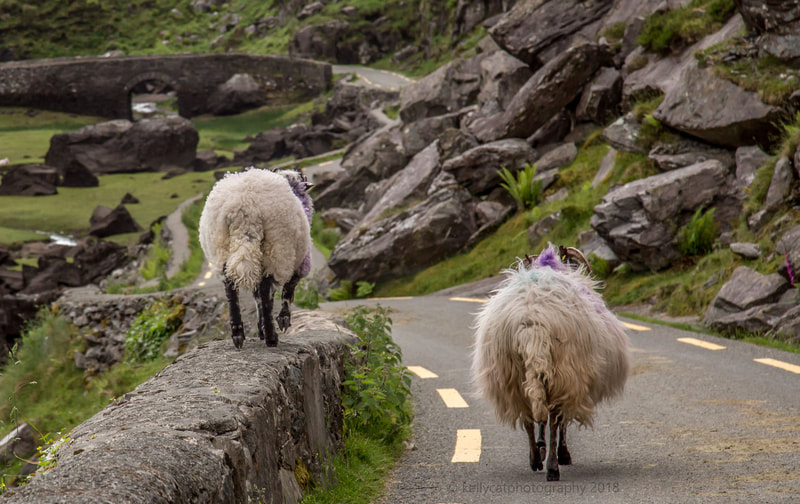 <img src="sheep.jpg" alt="sheep on rock wall and road"> height="300" width="300"