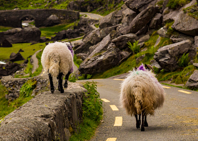 <img src="sheep.jpg" alt="sheep on rock wall and road"> height="300" width="300"