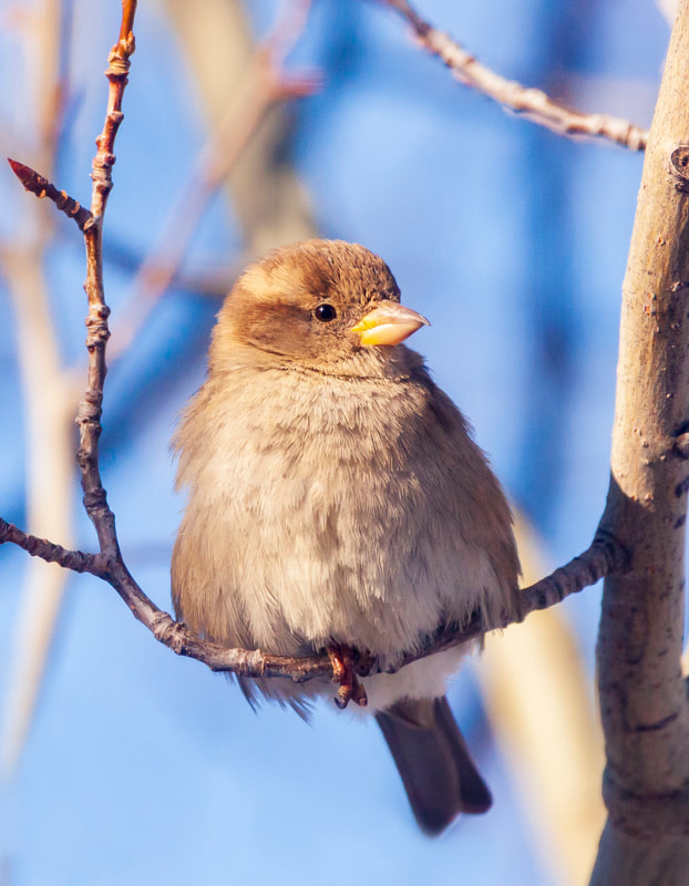 <img src="sparrow.jpg" alt="female old world sparrow looks chubby while sitting in a tree">  height="300" width="300"