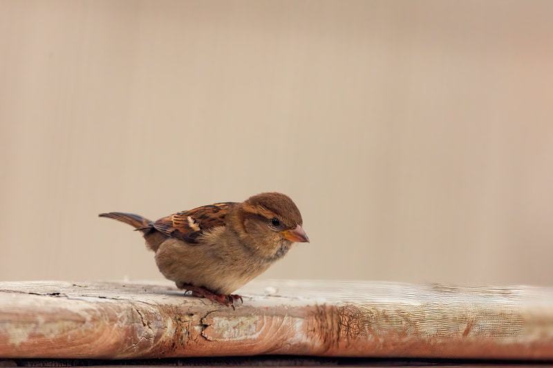 <img src="sparrow.jpg" alt="a sparrow looks over a fence">  height="300" width="300"