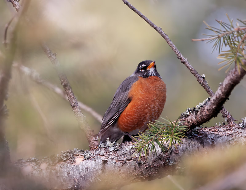 <img src="robin.jpg" alt="a robin rests in the tree">  height="300" width="300"