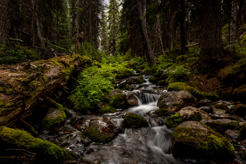 <img src="forest.jpg" alt="the lush, mossy forest around Lake O'Hara>  height="300" width="300"
