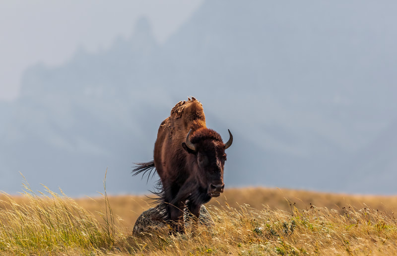 <img src="bison.jpg" alt="a female bison stands on a hillside"> height="300" width="300"