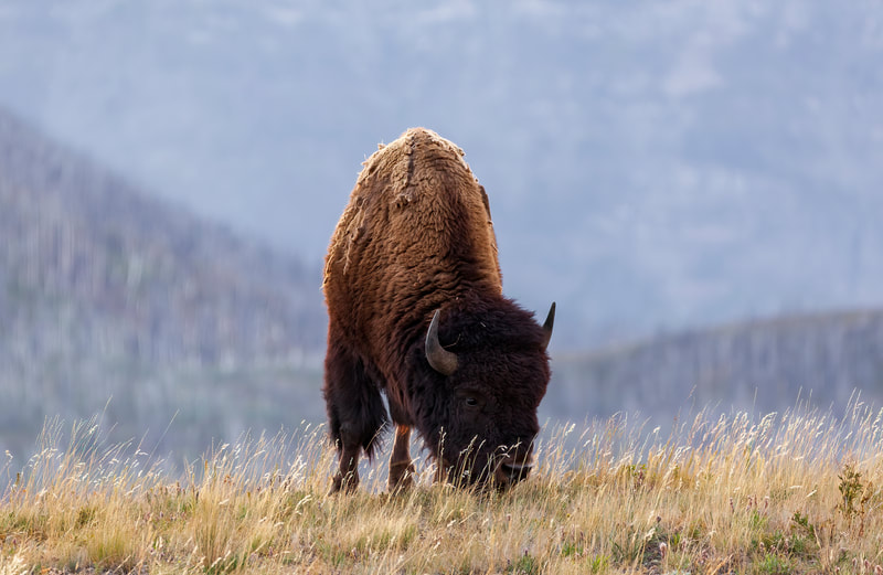 <img src="bison.jpg" alt="a male bison munches on grass in the mountains">  height="300" width="300"