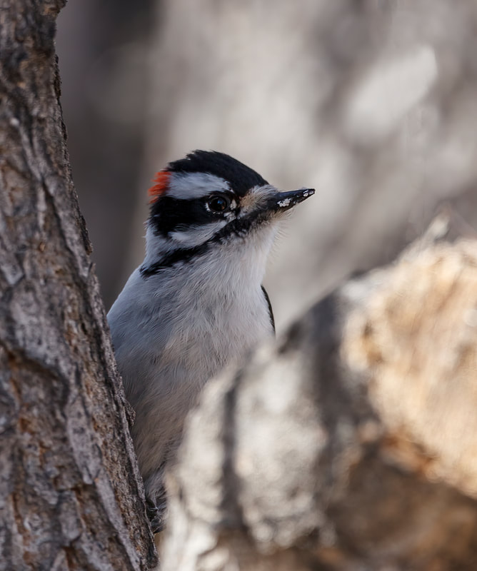 <img src="woodpecker.jpg" alt="a downy woodpecker peeks from behind a tree">  height="300" width="300"