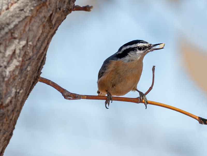 <img src="nuthatch.jpg" alt="a red breasted nuthatch snags a nut">  height="300" width="300"