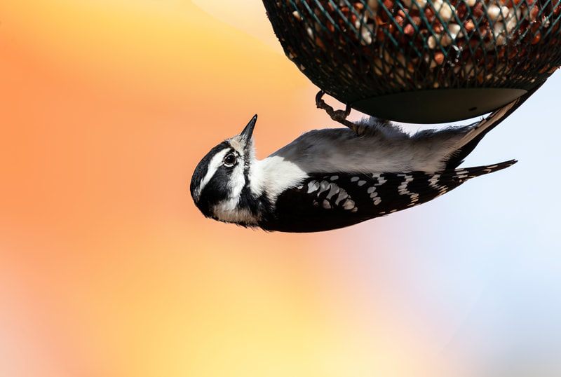 <img src="woodpecker.jpg" alt="a female downy woodpecker hangs from a feeder">  height="300" width="300"