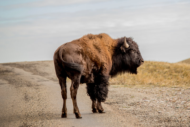 <img src="bison.jpg" alt="a bison from a herd near Waterton, Alberta">  height="300" width="300"
