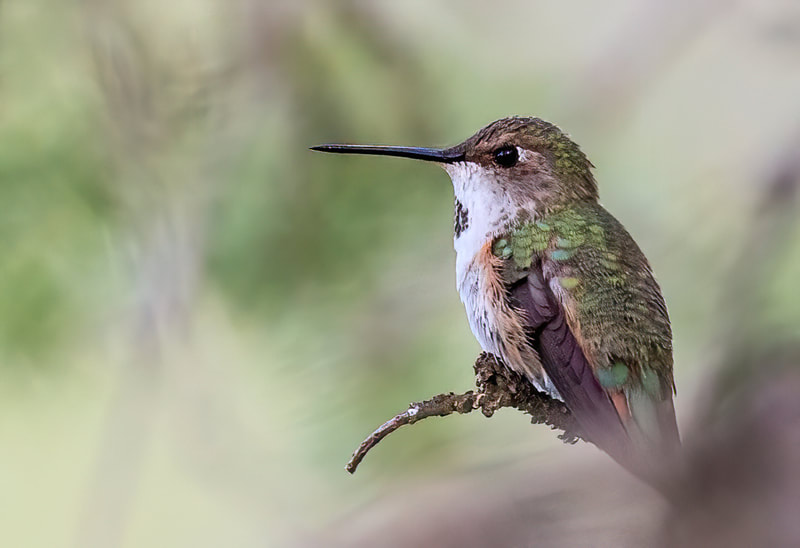 <img src="rufous.jpg" alt="a rufous hummingbird sits on a tree branch">  height="300" width="300"