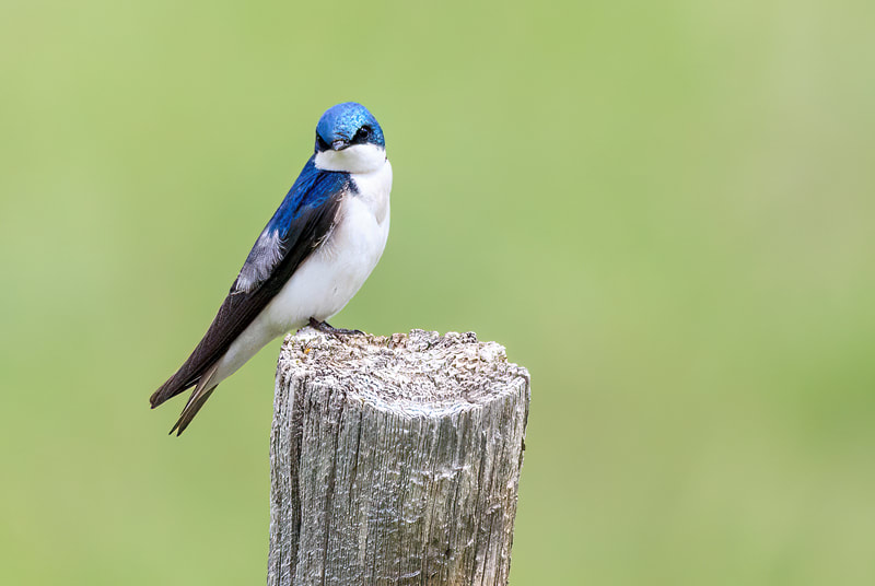 <img src="swallow.jpg" alt="the iridescent blue of a tree swallow pops against the green backdrop ">  height="300" width="300"
