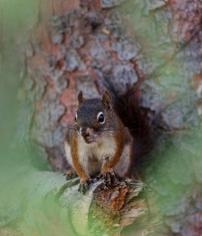 <img src="squirrel.jpg" alt="a squirrel peeks through the trees">  height="300" width="300"