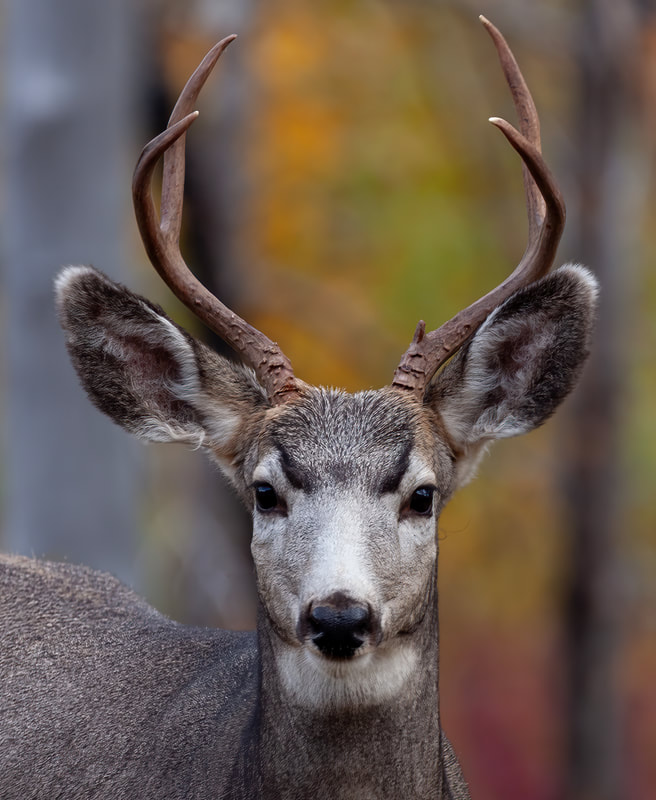 <img src="buck.jpg" alt="a young buck poses in the fall colours"> height="300" width="300"
