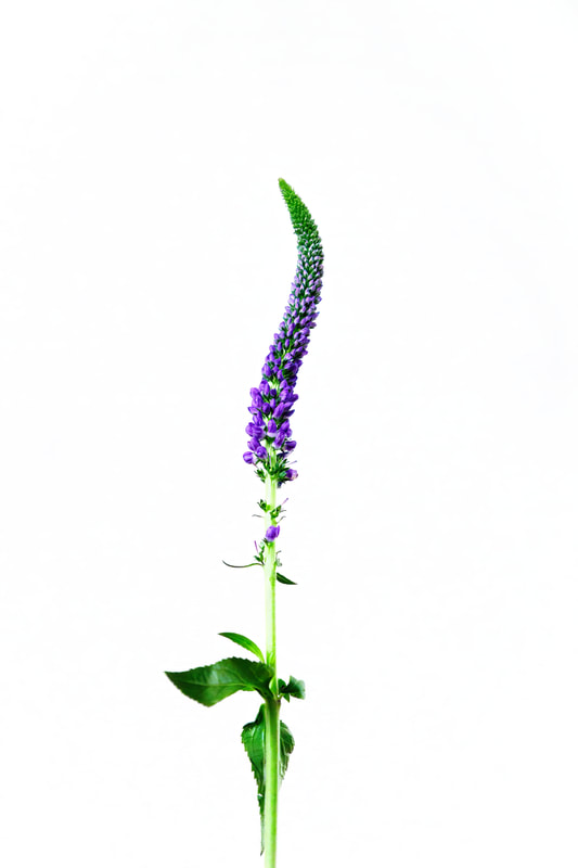 <img src="purplejpg" alt="a purple flower twists against a white backdrop="300" width="300"