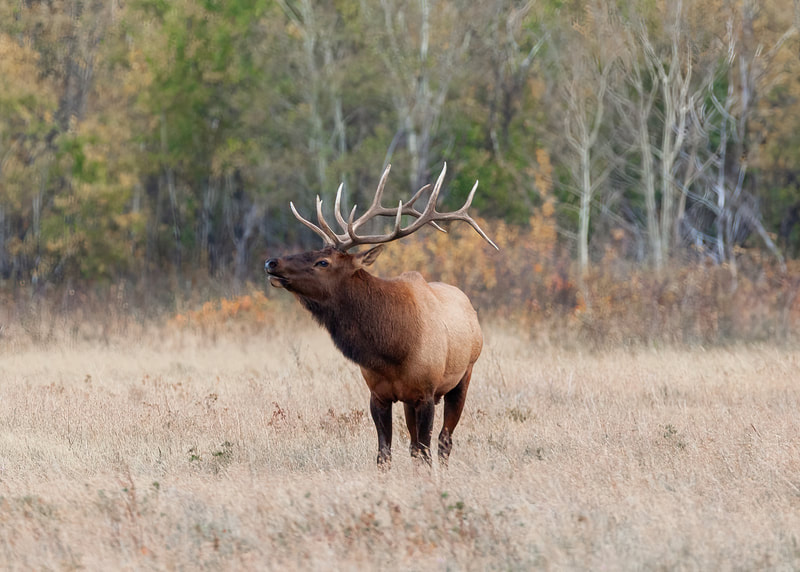 <img src="elk.jpg" alt="a large bull elk calls for his harem"> height="300" width="300"