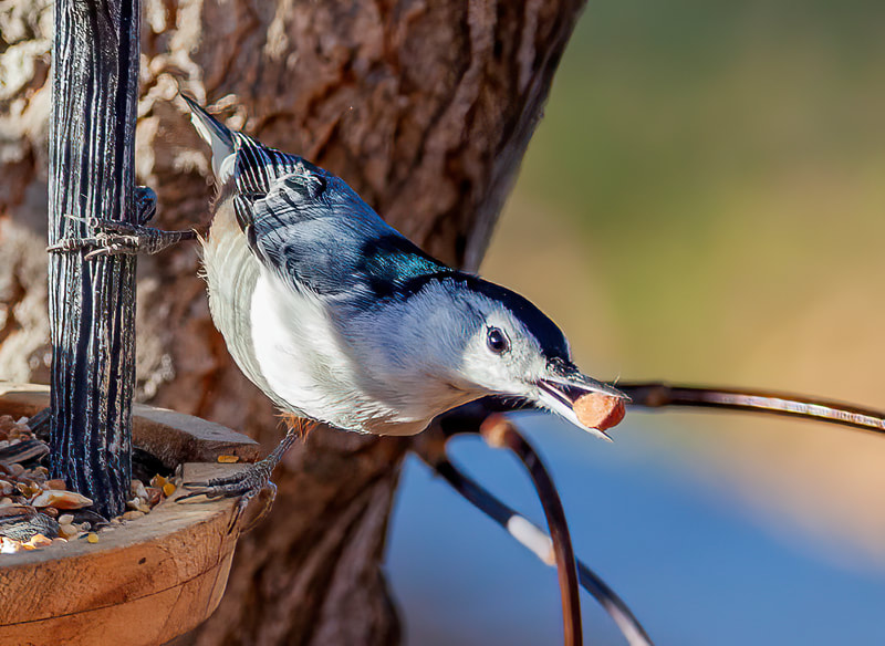 <img src="nuthatch.jpg" alt="a white breasted nuthatch sneaks a nut from a feeder">  height="300" width="300"