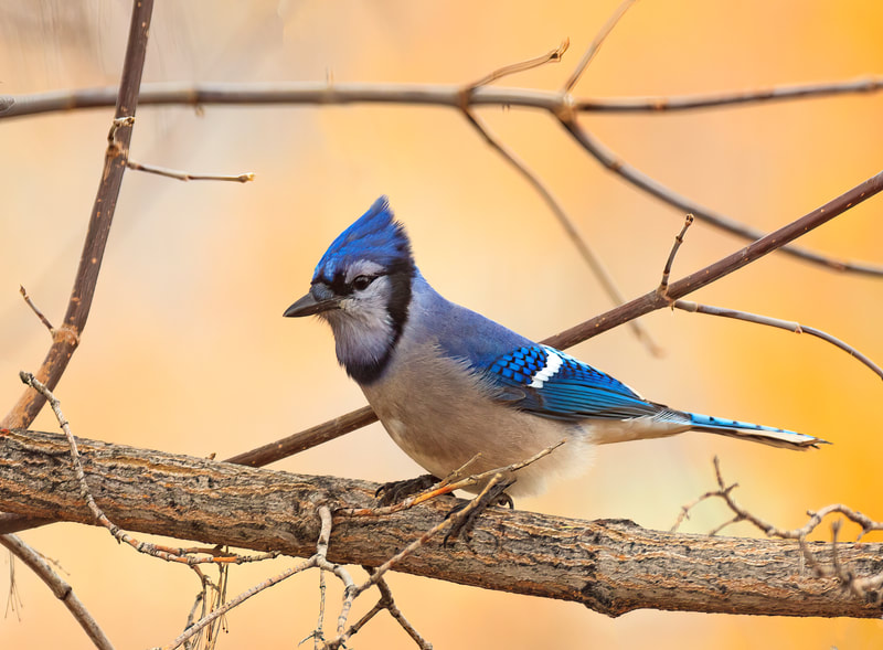 <img src="fall.jpg" alt="a blue birds sits among the beautiful fall colors">  height="300" width="300"