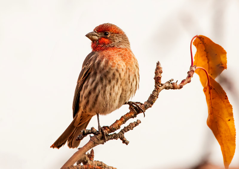 <img src="finch.jpg" alt="a finch looks on while sitting on a branch>  height="300" width="300"