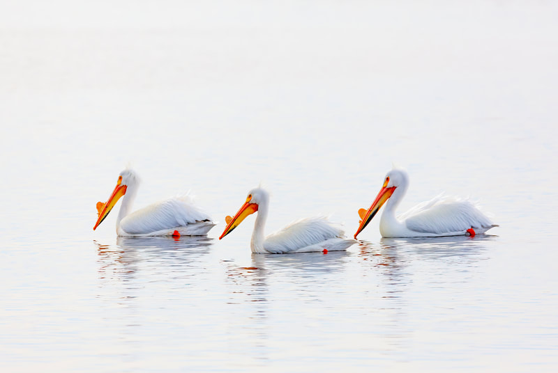 <img src="pelicans.jpg" alt="three pelicans swim in unison"> height="300" width="300"