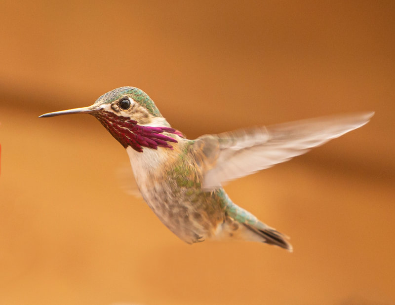 <img src="humminbird.jpg" alt="a Calliope hummingbird caught mid-flight">  height="300" width="300"