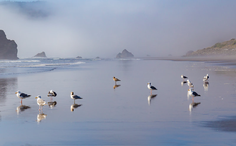 <img src="bay.jpg" alt="catching reflections of the seagulls in a bay in southern Oregon">  height="300" width="300"