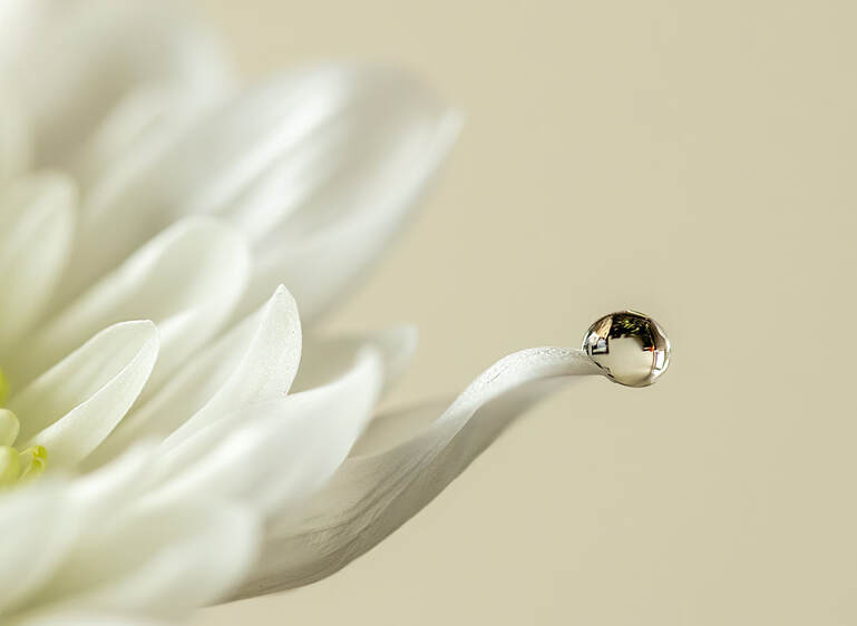 A water drop balances on a petal