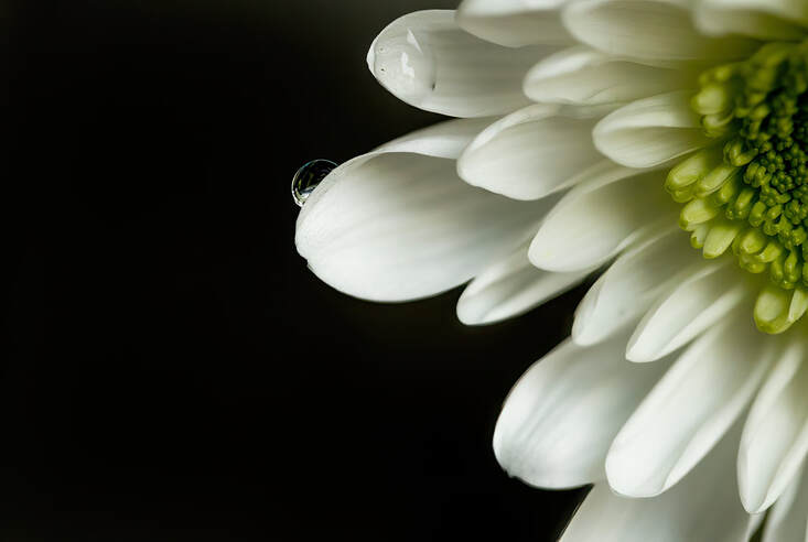 A white chrysanthemum with a water drop on one of it's petals