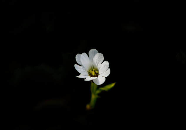 A small delicate white flower against a black backdrop