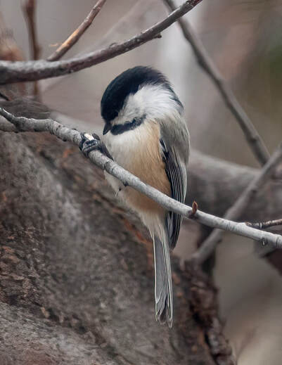 a chickadee inspects a bit of corn while sitting in a tree