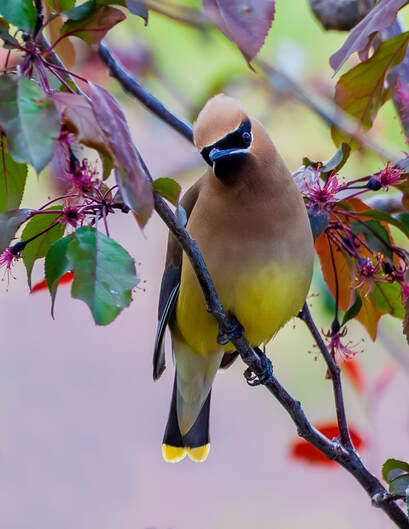 A Cedar Waxwing pauses in a tree