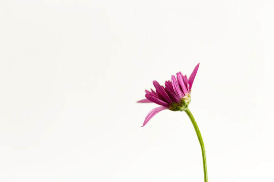 A minimalist image of a pink mum in the right of the frame