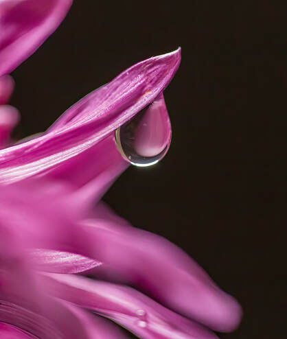 A single water droplet hangs on the edge of a pink flower petal