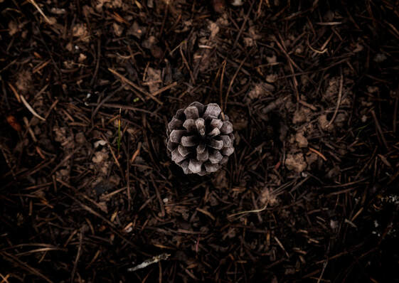 An acorn sits on the forest floor